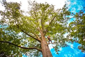  Sayre, PA Tree Care Pros