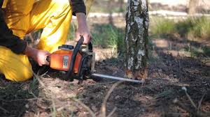 Best Commercial Tree Services  in Sayre, PA