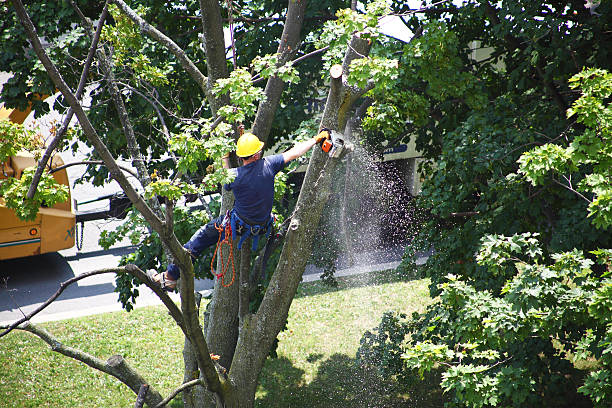 Best Stump Grinding and Removal  in Sayre, PA
